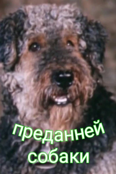 Преданней собаки