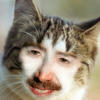 Гачимучи КоТЪ