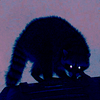 WisdomRaccoon