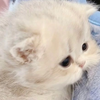 ёмаё я клоп