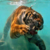 Sea Tiger