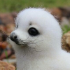 Tea Seal