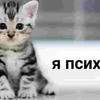 ПупокШД