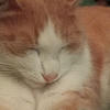 Mokiato