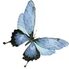 Leteira