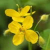 Celandine