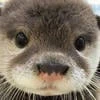 Pushy Fluff