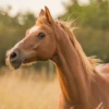 VampireHorse