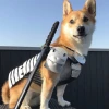 Цветок Кедра