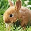 Mysterabbit