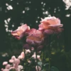 _.sonyaf._