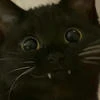 Flauschige_Katze_betrachtet_den_Mond