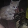 Злая печенюшечка.