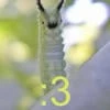 ImaCaterpillar