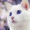 AgnijaCat