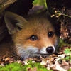 Liitle Fox