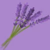lavender_Gray