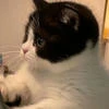 мотя шмяков