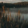 Carolina Swan