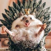 Каштан Инокентий