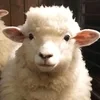коттон килз