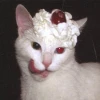 Жестокая Мойра