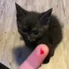 любимый котик панка