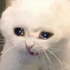 sunchez_mood