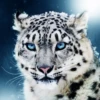 SiberianPanther
