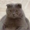 касимка мяу хусимка
