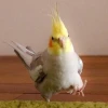 ne birb a papug