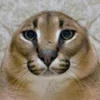 YaraTheWhiteCat