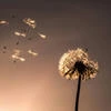 Засохший одуванчик