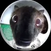 кусок номер пять