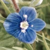 ToLa