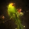 HummingBird_TL