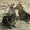Наегири канончик
