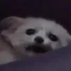 Kristkx