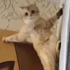 МагистрТеней
