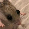 Lisa_Miniyard