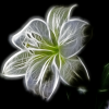 LillianRio