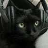 Crazy Cat-.