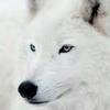 Wandering_wolf