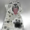 .Kate.Cat.