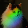 CatLifeCW