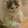 -Кошачья Мята-