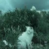 Заблудившийся эльф