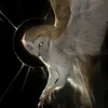 Всевидящая ПташКА