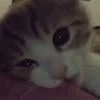мяурлык