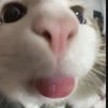 bb_staa